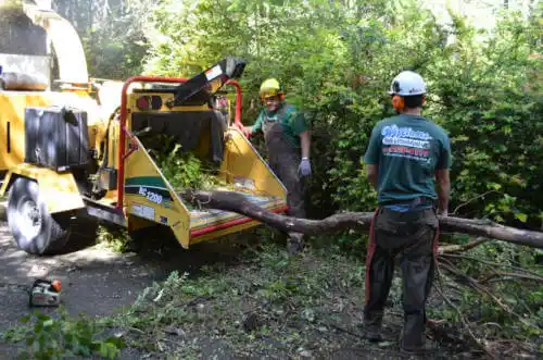 tree services Osprey